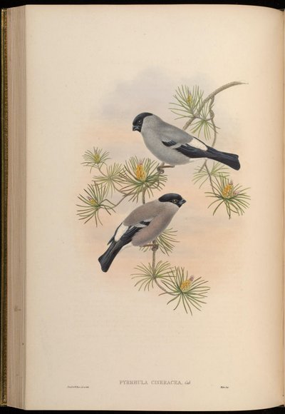 Pyrrhula cineracea = Pyrrhula pyrrhula cineracea by John Gould